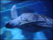 Click to display the file, DSC06025.jpg