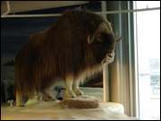 Click to display the file, DSC06032.jpg