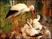 Click to display the file, DSC06035.jpg