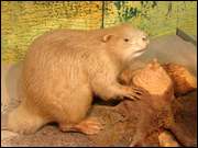 Click to display the file, DSC06036.jpg