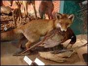 Click to display the file, DSC06038.jpg