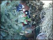 Click to display the file, DSC02874.jpg