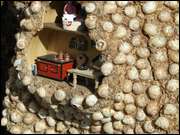 Click to display the file, DSC02883.jpg