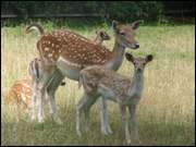 Click to display the file, DSC03946.jpg