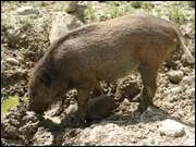 Click to display the file, DSC03952.jpg