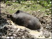 Click to display the file, DSC03953.jpg