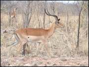 Click to display the file, DSC05061.jpg