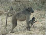 Click to display the file, DSC05101.jpg