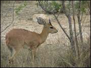 Click to display the file, DSC05154.jpg