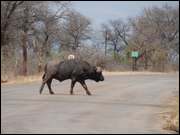 Click to display the file, DSC05155.jpg