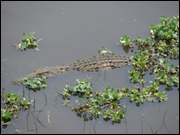 Click to display the file, DSC05169.jpg