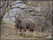 Click to display the file, DSC05252.jpg