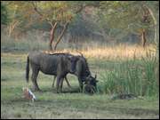 Click to display the file, DSC05267.jpg