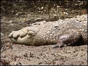 Click to display the file, DSC05338.jpg