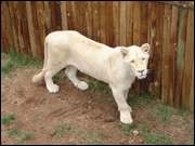 Click to display the file, DSC05517.jpg