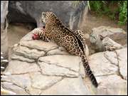 Click to display the file, DSC05519.jpg