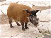 Click to display the file, DSC05549.jpg