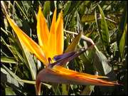 Click to display the file, DSC05632.jpg