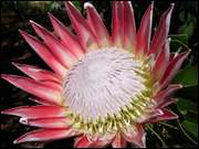 Click to display the file, DSC05645.jpg