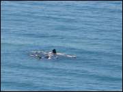 Click to display the file, DSC05652.jpg