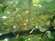 Click to display the file, CIMG0097.jpg