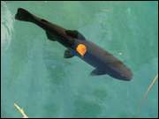 Click to display the file, DSC07481.jpg