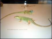 Click to display the file, CIMG0022.jpg