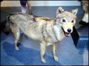 Click to display the file, CIMG0027.jpg