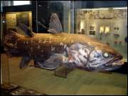 Click to display the file, CIMG0029.jpg