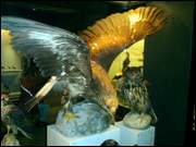 Click to display the file, CIMG0031.jpg