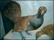 Click to display the file, CIMG0032.jpg