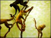 Click to display the file, CIMG0035.jpg