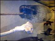 Click to display the file, CIMG0037.jpg