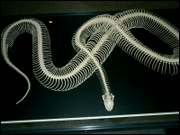 Click to display the file, CIMG0038.jpg