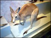 Click to display the file, CIMG0041.jpg