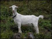 Click to display the file, DSCN0445.jpg