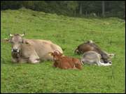 Click to display the file, DSCN0459.jpg