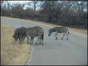 Click to display the file, DSC05081.jpg