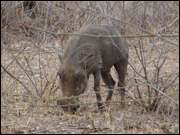 Click to display the file, DSC05103.jpg