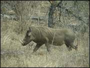 Click to display the file, DSC05157.jpg