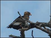 Click to display the file, DSC05158.jpg