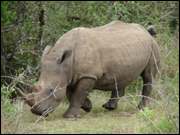 Click to display the file, DSC05318.jpg