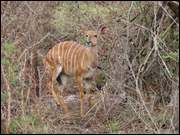 Click to display the file, DSC05321.jpg