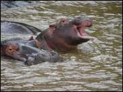 Click to display the file, DSC05333.jpg