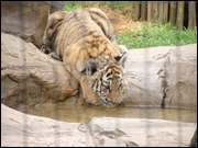 Click to display the file, DSC05513.jpg