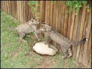 Click to display the file, DSC05514.jpg