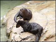 Click to display the file, DSC05537.jpg