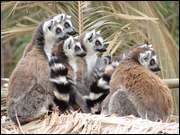 Click to display the file, DSC05544.jpg